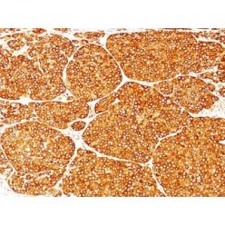 Tyrosinase(T311), CF640R conjugate, 0.1mg/mL