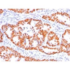 p53(BP53-12), CF640R conjugate, 0.1mg/mL
