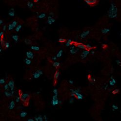 CD31 / PECAM-1(C31.7), CF640R conjugate, 0.1mg/mL