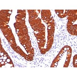 Cytokeratin 19(A53-B/A2.26), CF640R conjugate, 0.1mg/mL
