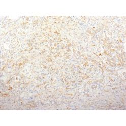 Fibronectin(TV-1), CF640R conjugate, 0.1mg/mL