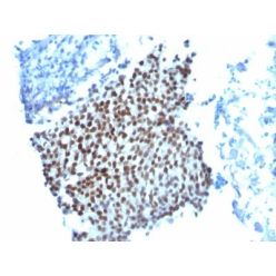 p21 / WAF1(WA-1), CF640R conjugate, 0.1mg/mL