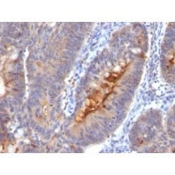 IgA Secretory Component(SC05), CF640R conjugate, 0.1mg/mL