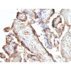 HCG-intact(HCGab/52), CF640R conjugate, 0.1mg/mL