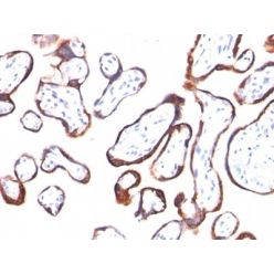 HCG-beta(HCGb/54), CF640R conjugate, 0.1mg/mL