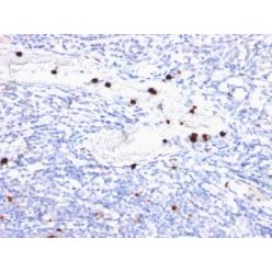 Granulocyte Marker(BM-2), CF640R conjugate, 0.1mg/mL