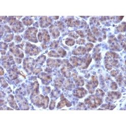 CMV-p65(CMV100), CF640R conjugate, 0.1mg/mL
