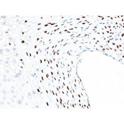 CMV-p65(CMV101), CF640R conjugate, 0.1mg/mL