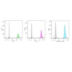 p55;50 EBV-Early Antigen(1108-1), CF640R conjugate, 0.1mg/mL