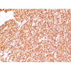 CD45RB(BRA-11G), CF640R conjugate, 0.1mg/mL