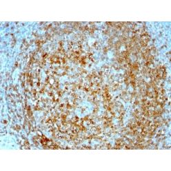 CD74(BU45), CF640R conjugate, 0.1mg/mL