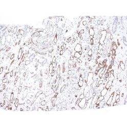 Complement C4d(C4D204), CF640R conjugate, 0.1mg/mL