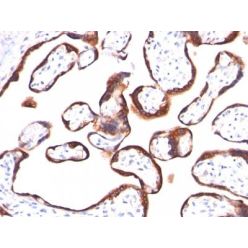 HCG-beta(hCGb/459), CF640R conjugate, 0.1mg/mL