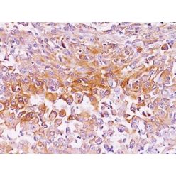 Pmel17 / gp100 / SILV(NKI-beteb), CF640R conjugate, 0.1mg/mL