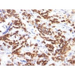Milk Fat Globulin(MFG-06), CF640R conjugate, 0.1mg/mL