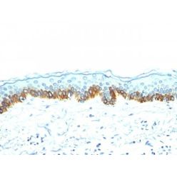 Cytokeratin, LMW(AE-1), CF640R conjugate, 0.1mg/mL