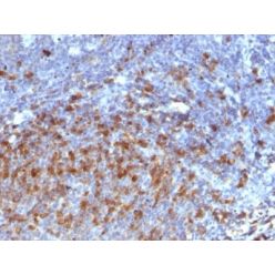 Human IgG Immunoglobulin(IG266), CF640R conjugate, 0.1mg/mL