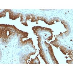 CD53(161-2), CF640R conjugate, 0.1mg/mL