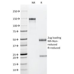 p53(PAb122), CF640R conjugate, 0.1mg/mL