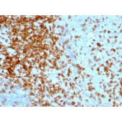 CD43(84-3C1), CF640R conjugate, 0.1mg/mL