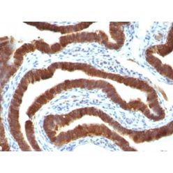 Cytokeratin 19(Ks19.1), CF640R conjugate, 0.1mg/mL