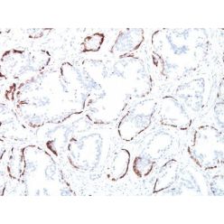 Cytokeratin, HMW(34BE12), CF640R conjugate, 0.1mg/mL