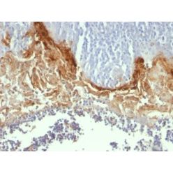 CD104(UM-A9), CF640R conjugate, 0.1mg/mL