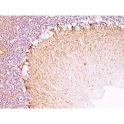 Neurofilament (NF-H)(RT-97), CF640R conjugate, 0.1mg/mL
