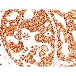 Estrogen Receptor beta 1(ERb455), CF640R conjugate, 0.1mg/mL