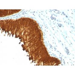 Cytokeratin, multi(KRT/457), CF640R conjugate, 0.1mg/mL