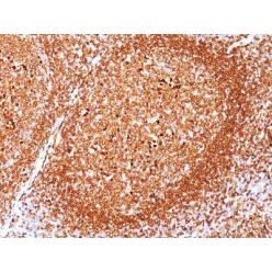 CD79a(JCB117), CF640R conjugate, 0.1mg/mL