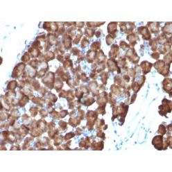 ODC-1 (Ornithine Decarboxylase-1)(ODC1/486), CF640R conjugate, 0.1mg/mL