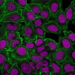 Moesin(MSN/493), CF640R conjugate, 0.1mg/mL