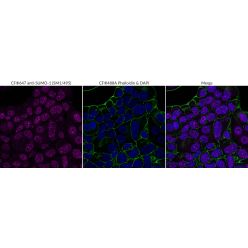 SUMO-1(SM1/495), CF640R conjugate, 0.1mg/mL