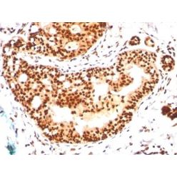 SUMO-2/3(SM23/496), CF640R conjugate, 0.1mg/mL