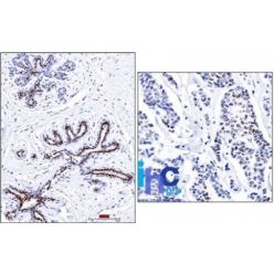 Progesterone Receptor(PR501), CF640R conjugate, 0.1mg/mL