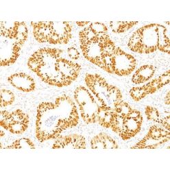 p53(DO-7), CF640R conjugate, 0.1mg/mL