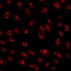 Nucleolin(364-5), CF640R conjugate, 0.1mg/mL