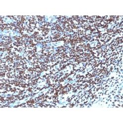 Histone H1(1415-1), CF640R conjugate, 0.1mg/mL