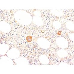 von Willebrand Factor(VWF635), CF640R conjugate, 0.1mg/mL