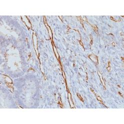 CD31 / PECAM-1(JC/70A), CF640R conjugate, 0.1mg/mL
