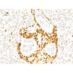 p27 / KIP1(SX53G8), CF640R conjugate, 0.1mg/mL