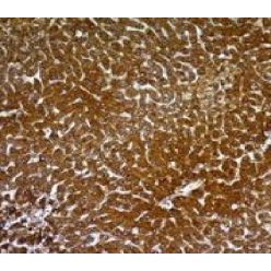 Hepatocyte Specific(OCH1E5), CF640R conjugate, 0.1mg/mL