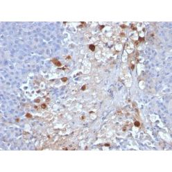 MUC18 / Mucin 18 / CD146(OJ79c), CF640R conjugate, 0.1mg/mL