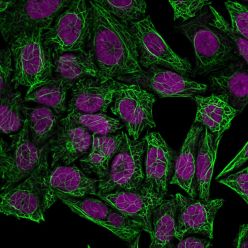 Cytokeratin 7(OV-TL12/30), CF640R conjugate, 0.1mg/mL