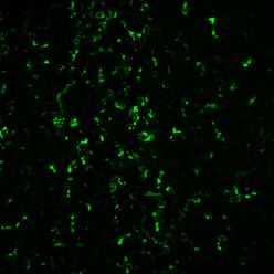 CD68(C68/684 + KP1), CF640R conjugate, 0.1mg/mL
