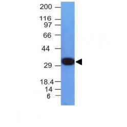 PCNA(PCNA/694), CF640R conjugate, 0.1mg/mL