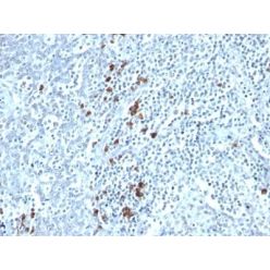 Kappa Light Chain(TB28-2), CF640R conjugate, 0.1mg/mL