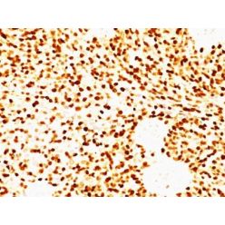 MyoD1(MYD712), CF640R conjugate, 0.1mg/mL