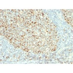 Mitochondrial Marker(MTC02), CF640R conjugate, 0.1mg/mL